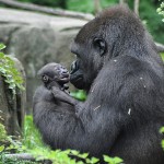 Western Lowland Gorilla