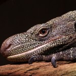 Crocodile Monitor