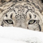 Stalking Snow Leopard