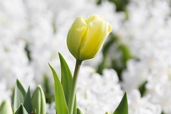 yellow flower