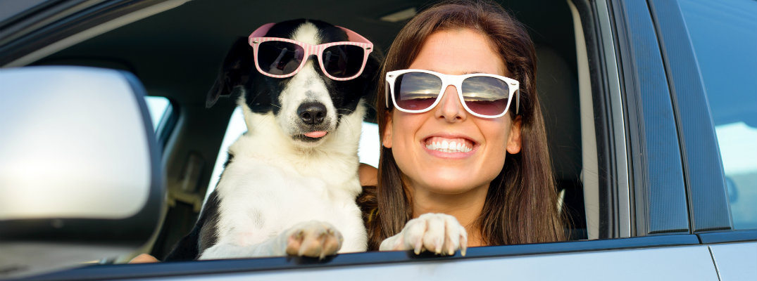 Dog In the Car