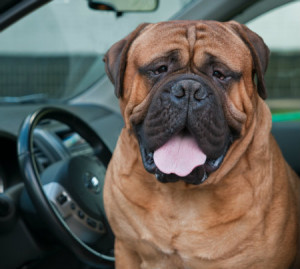 Dog In the Car
